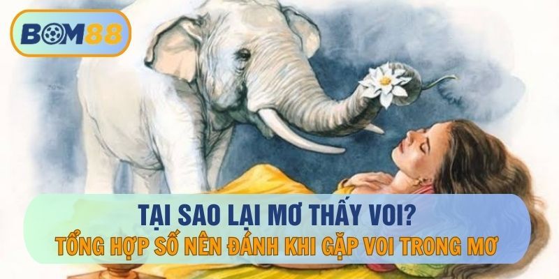 BOM88 Tại sao mơ thấy voi ? Đánh con gì khi mơ thấy voi ? - Giải Mã Giấc Mơ Cùng BOM88