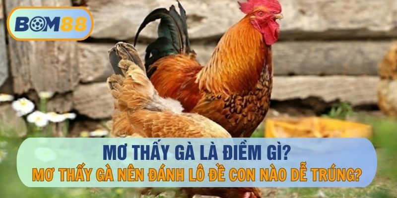 BOM88 Giải mã giấc mơ thấy gà tại BOM88 - Mơ thấy gà thì nên đánh con nào ?