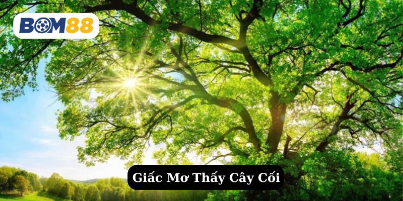 BOM88 Mơ thấy cây cối là điềm báo gì ? Giải mã giấc mơ cùng Bom88